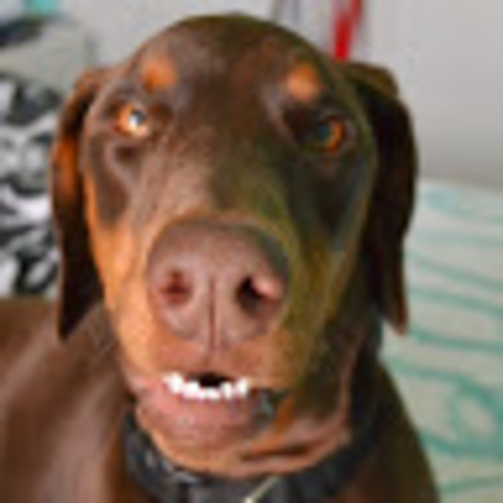 Meet your Posher, Hannah